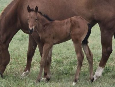 Whiskey Up Queen JW<BR>AQHA PENDING